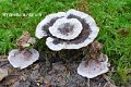 Phellodon niger-amf909-2
